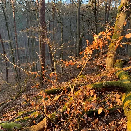 Gesiniec Stare Osieczno